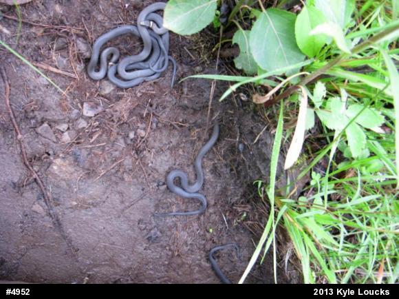 Northern Ring-necked Snake