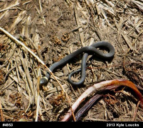 Northern Ring-necked Snake