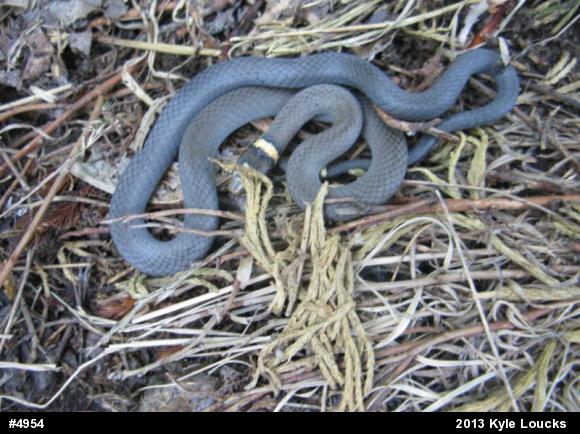 Northern Ring-necked Snake