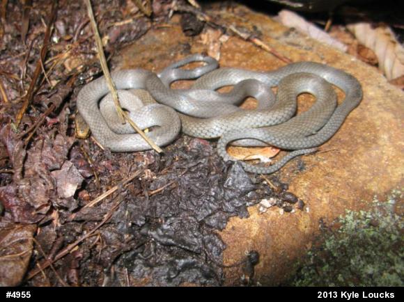 Northern Ring-necked Snake