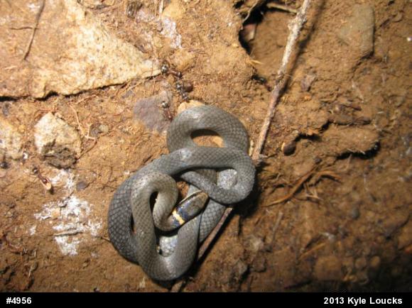 Northern Ring-necked Snake