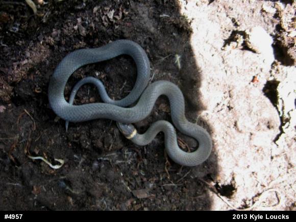 Northern Ring-necked Snake