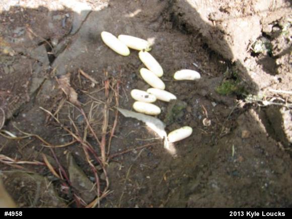 Northern Ring-necked Snake