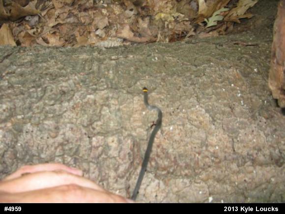 Northern Ring-necked Snake