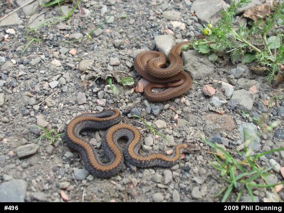 Red-bellied Snake