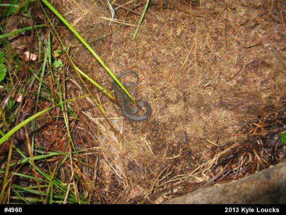 Northern Ring-necked Snake
