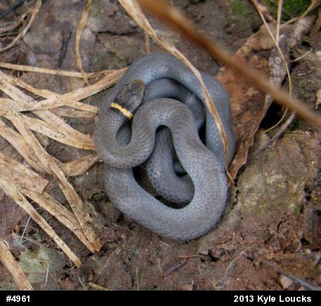 Northern Ring-necked Snake