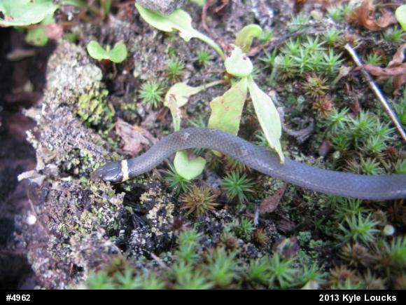 Northern Ring-necked Snake