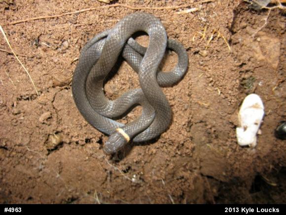 Northern Ring-necked Snake