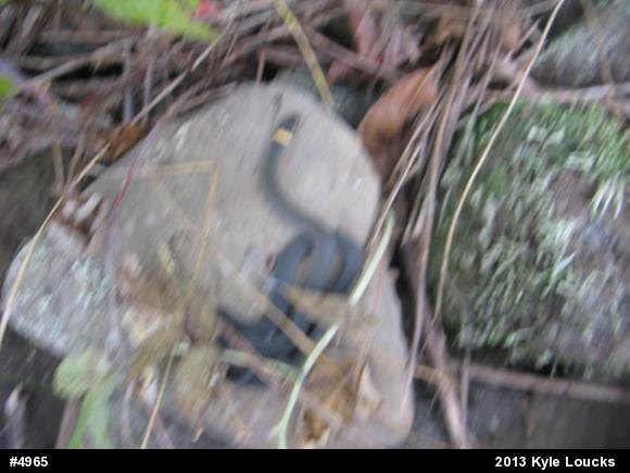 Northern Ring-necked Snake