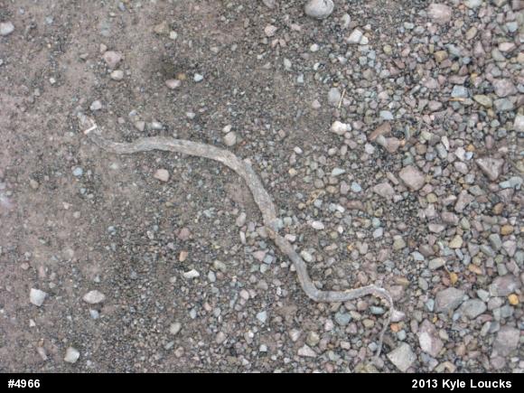 Northern Ring-necked Snake