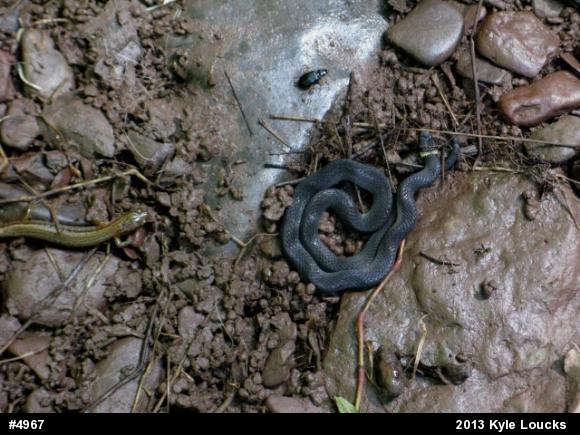 Northern Ring-necked Snake