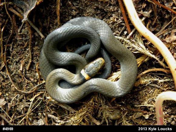 Northern Ring-necked Snake