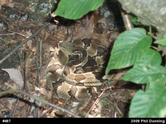 Timber Rattlesnake