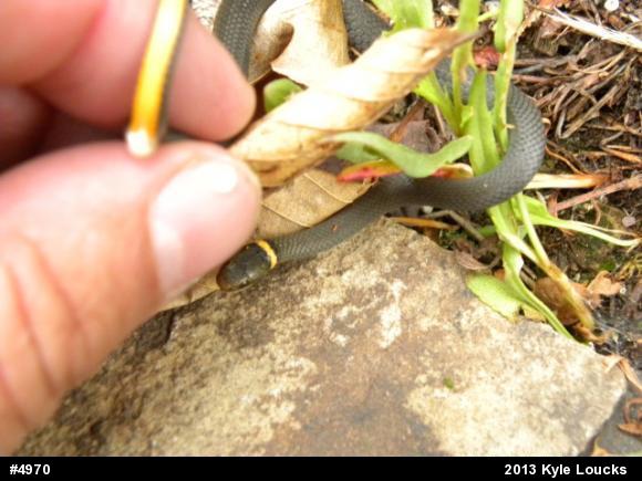 Northern Ring-necked Snake