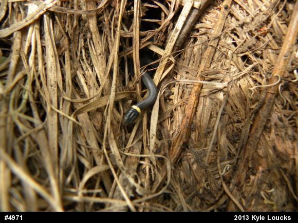 Northern Ring-necked Snake