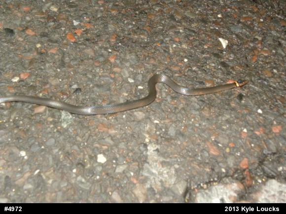 Northern Ring-necked Snake