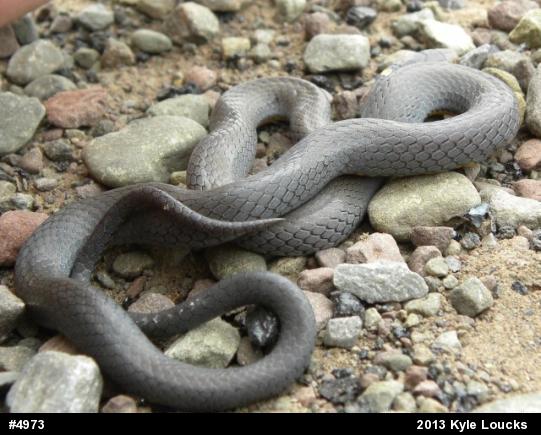 Northern Ring-necked Snake