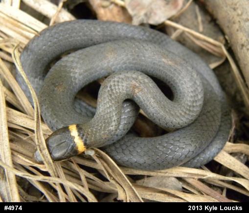 Northern Ring-necked Snake