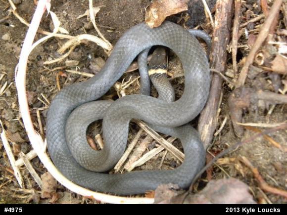 Northern Ring-necked Snake