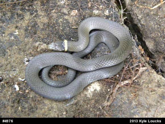 Northern Ring-necked Snake