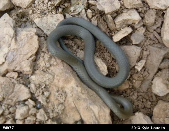 Northern Ring-necked Snake