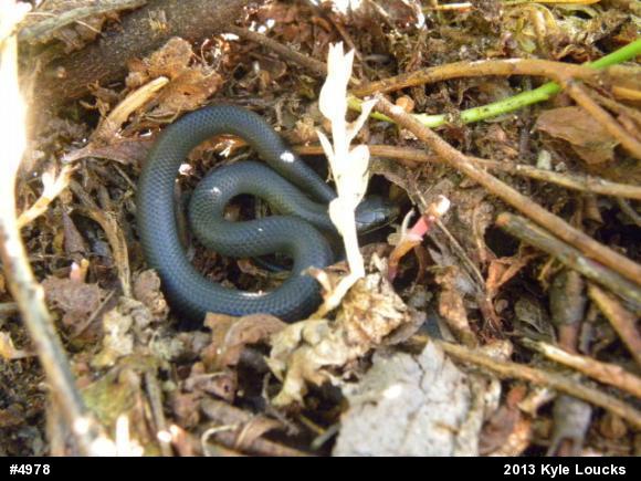 Northern Ring-necked Snake