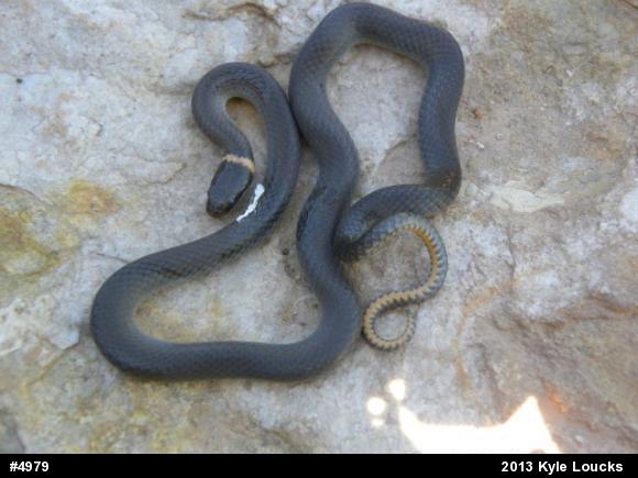 Northern Ring-necked Snake