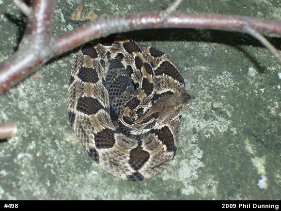 Timber Rattlesnake