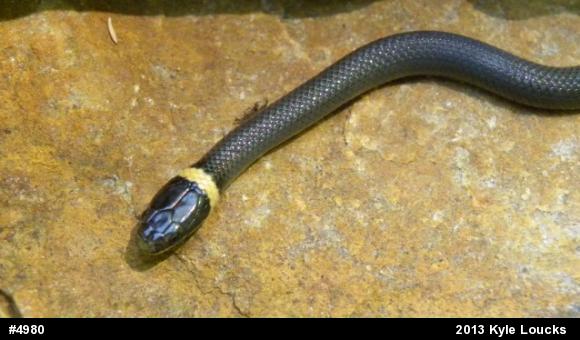 Northern Ring-necked Snake