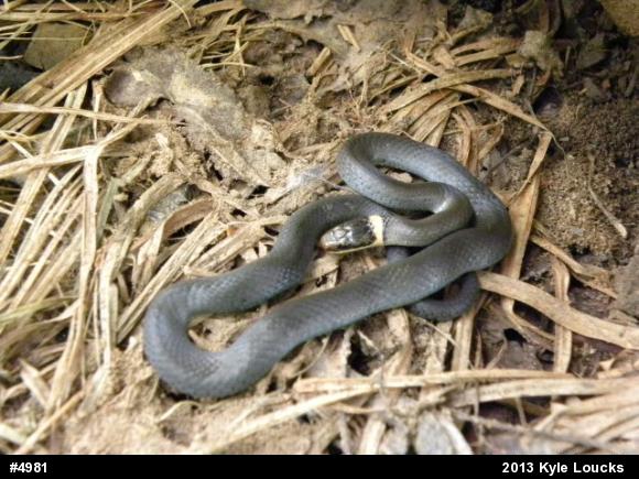 Northern Ring-necked Snake
