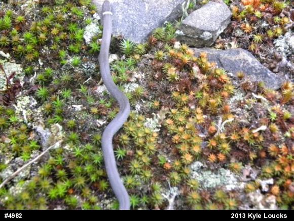 Northern Ring-necked Snake