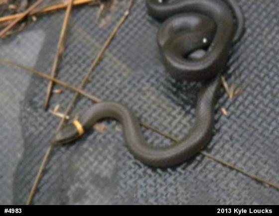 Northern Ring-necked Snake