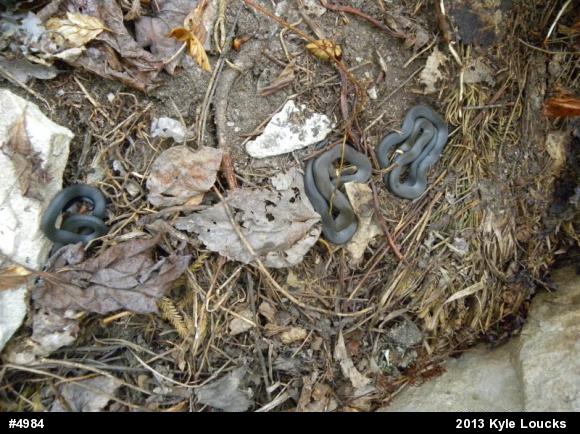 Northern Ring-necked Snake