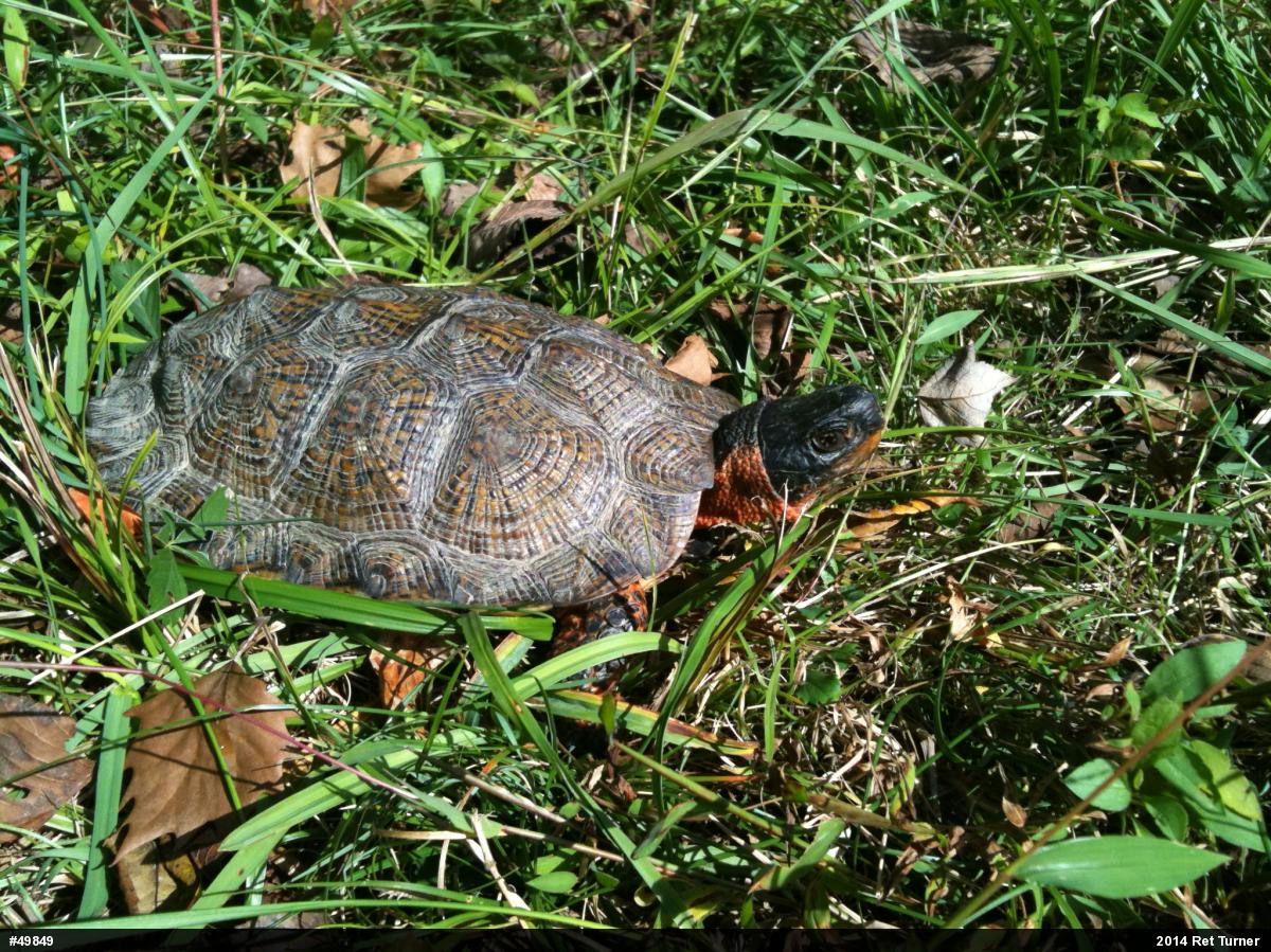 Wood Turtle
