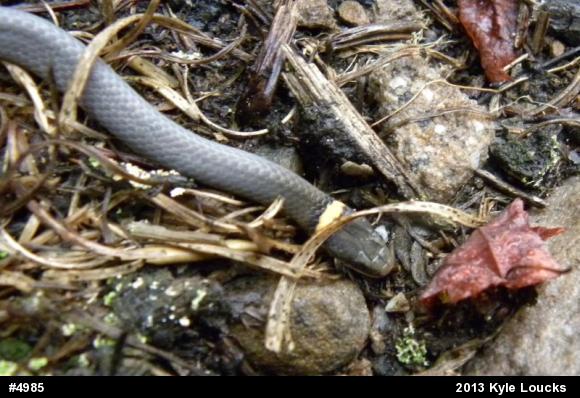 Northern Ring-necked Snake