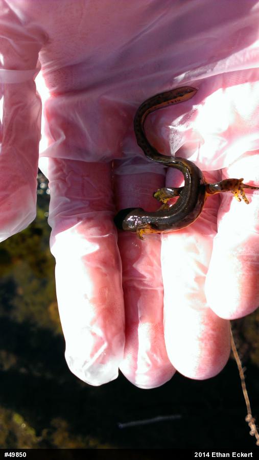 Red-spotted Newt