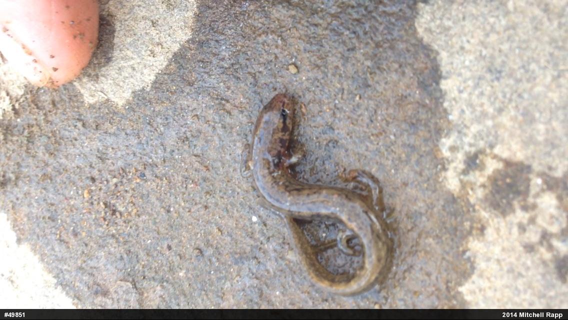 Northern Two-lined Salamander