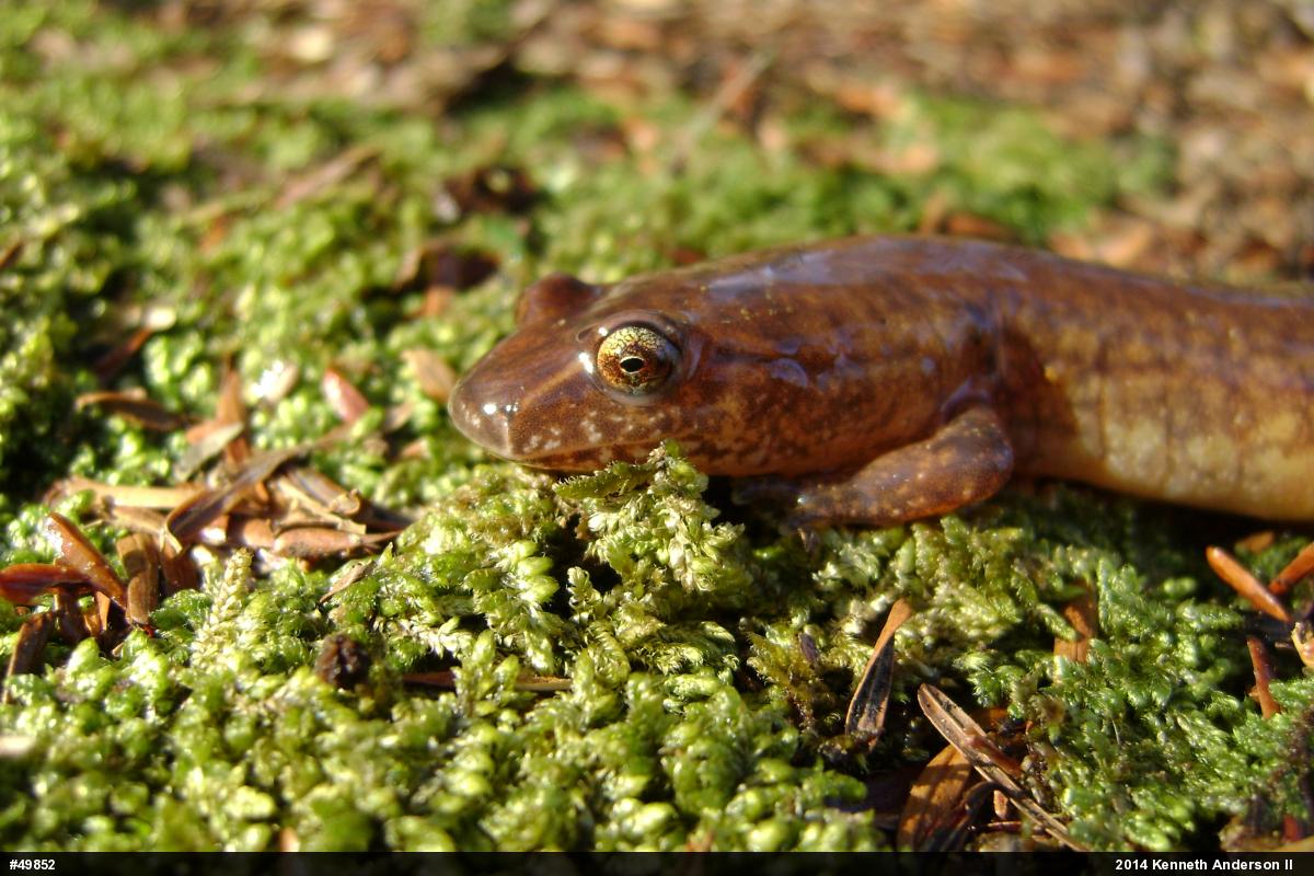 Northern Spring Salamander