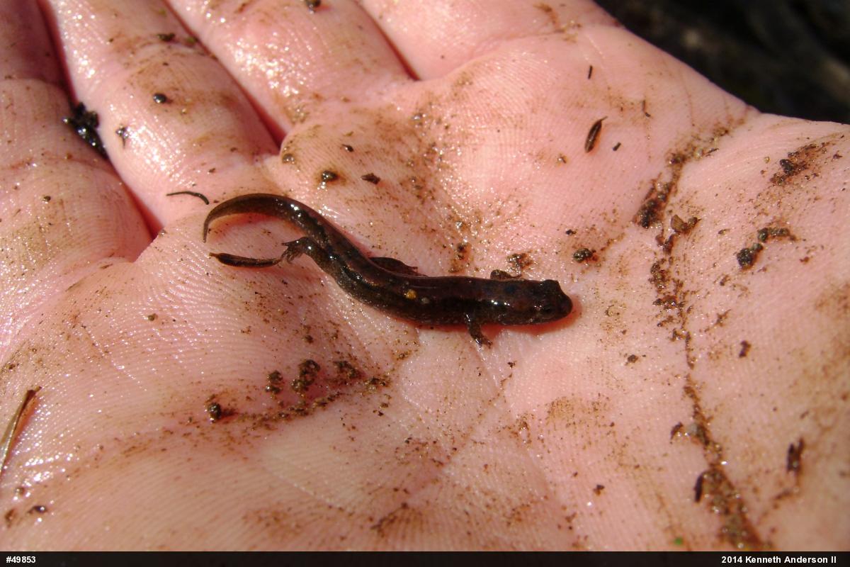 Northern Dusky Salamander