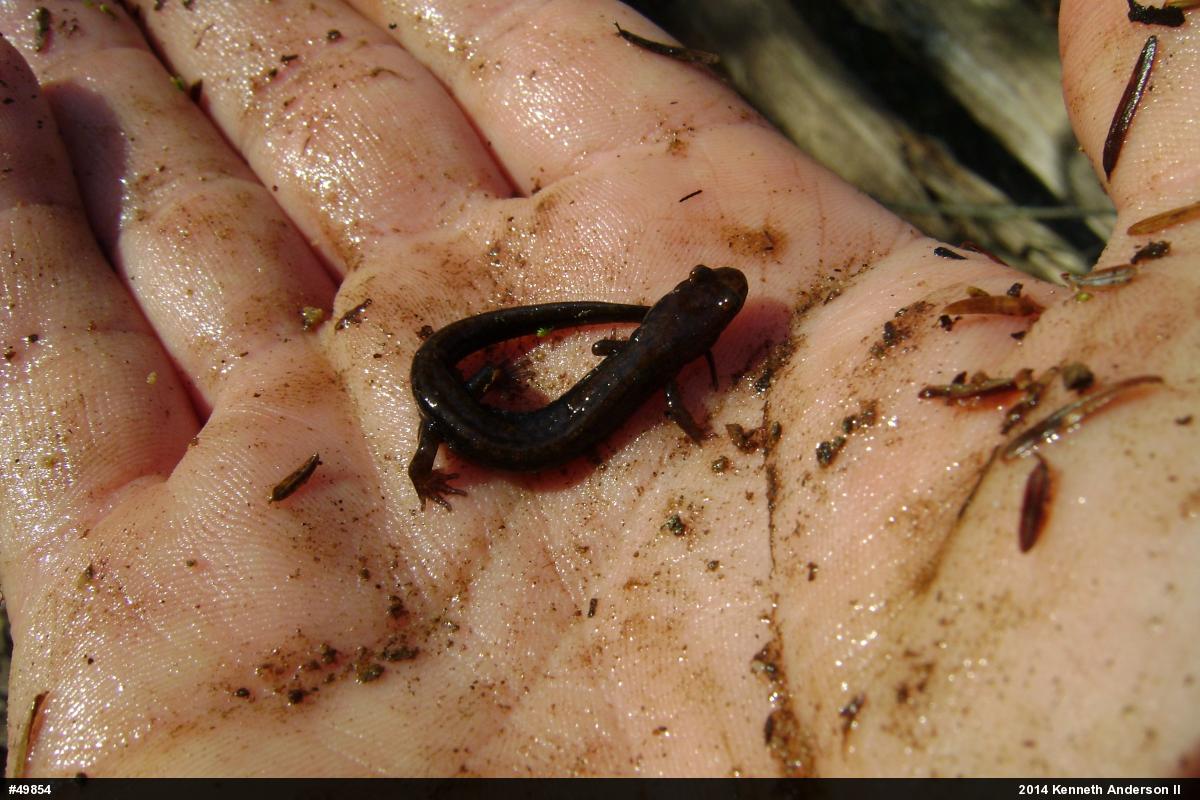 Allegheny Mountain Dusky Salamander