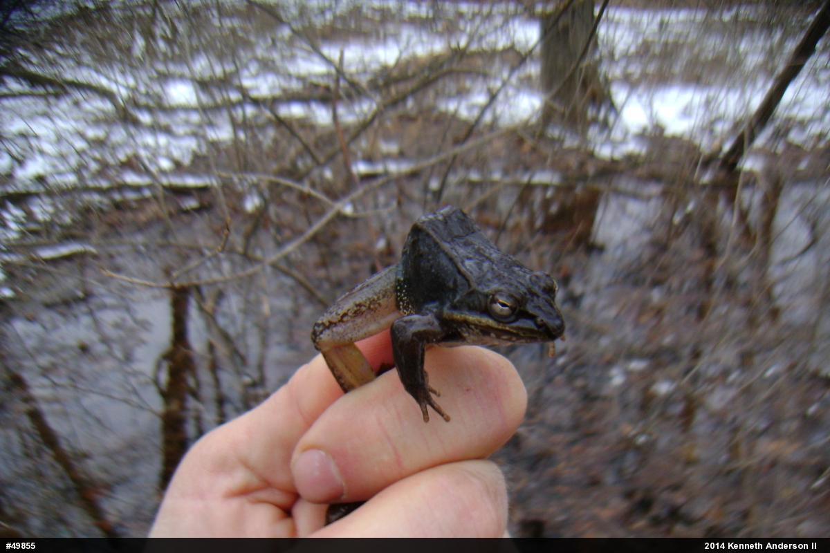 Wood Frog