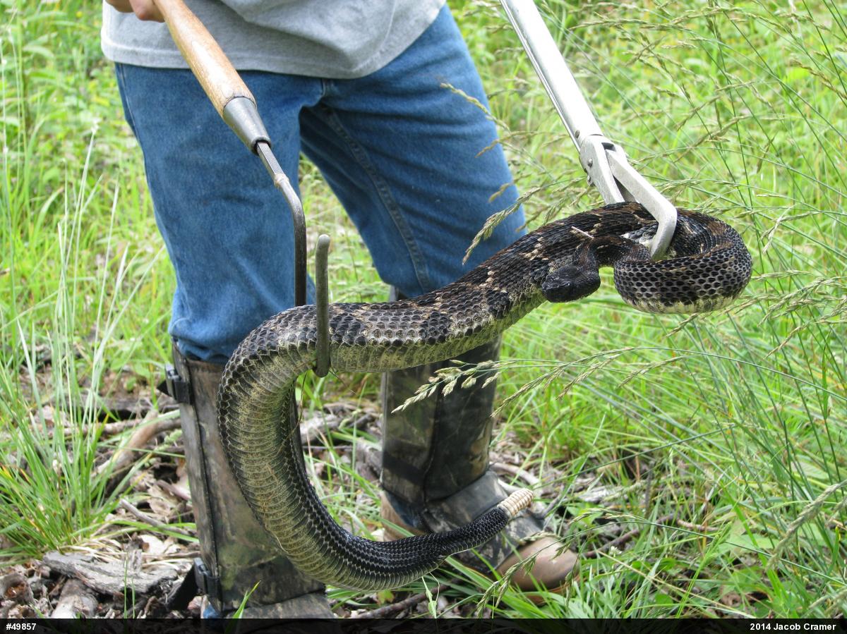 Timber Rattlesnake