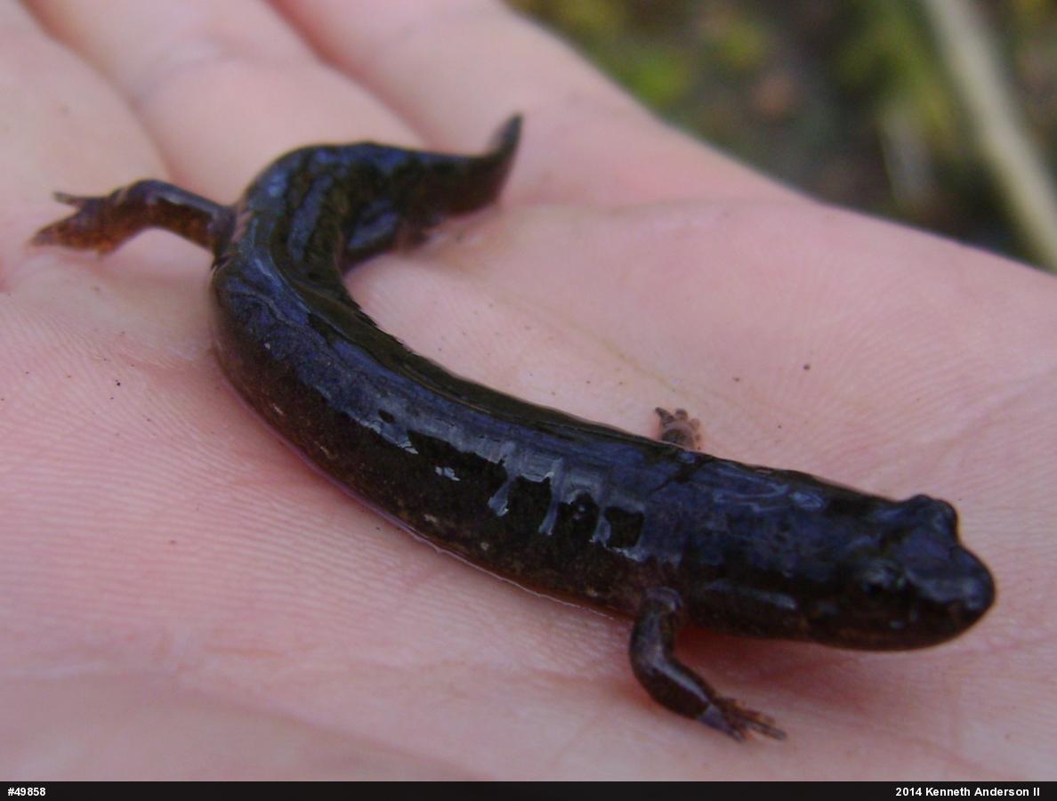 Northern Dusky Salamander