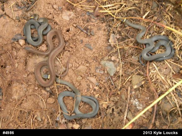 Northern Ring-necked Snake
