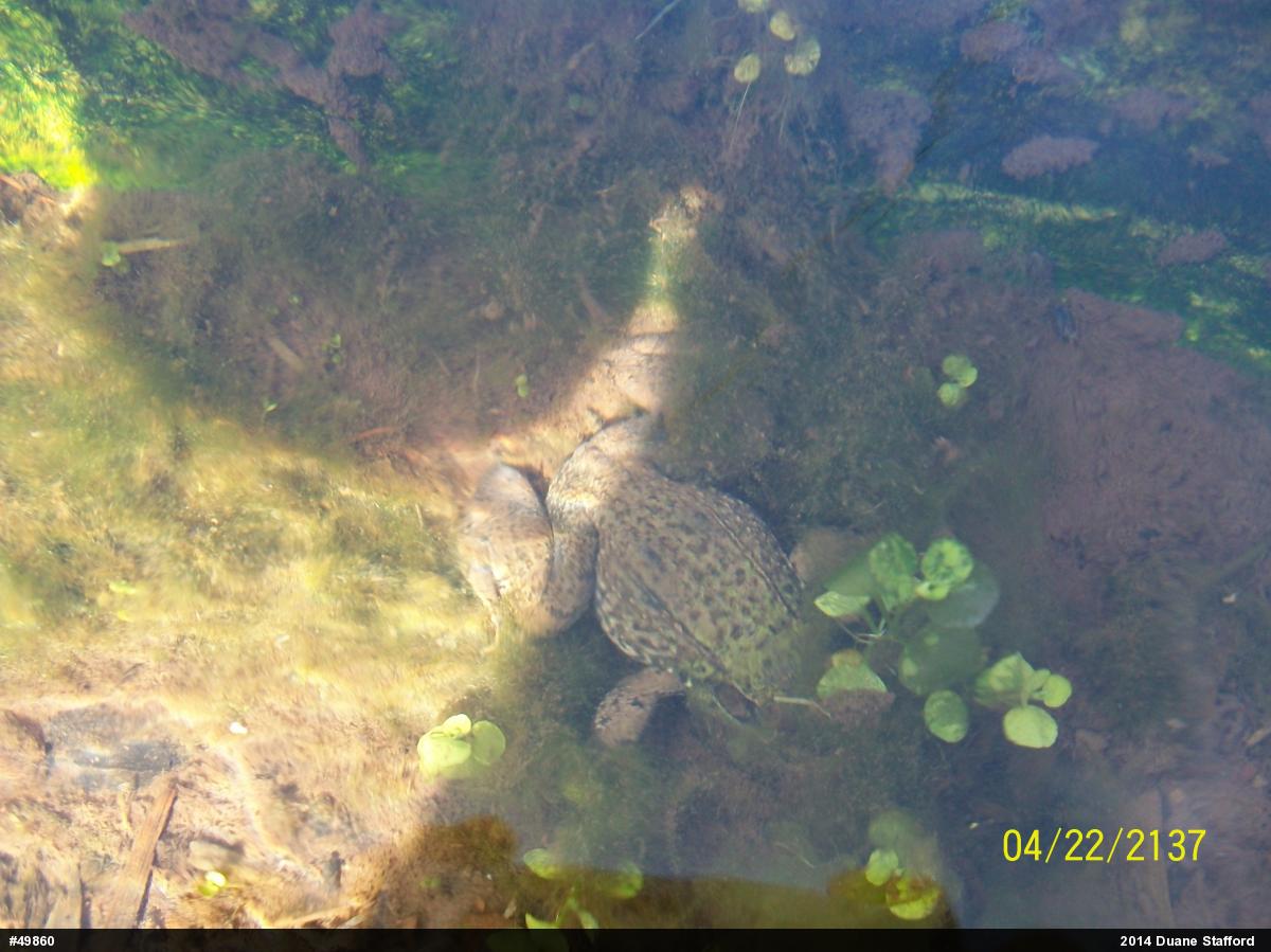 Green Frog