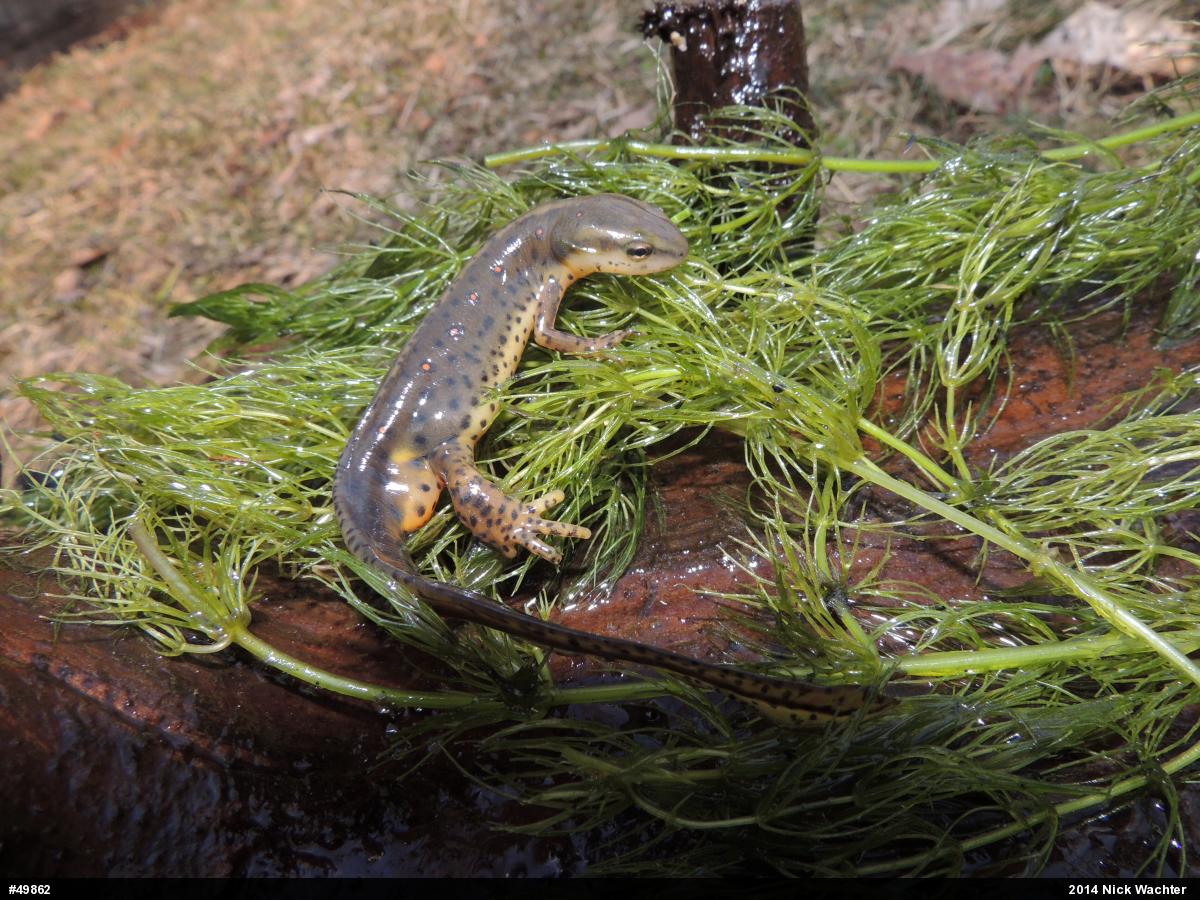 Red-spotted Newt