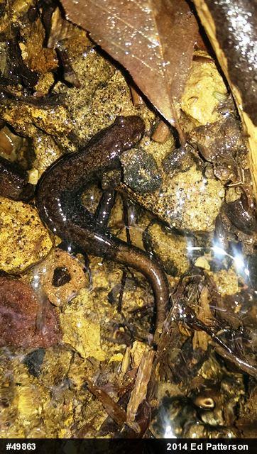Allegheny Mountain Dusky Salamander