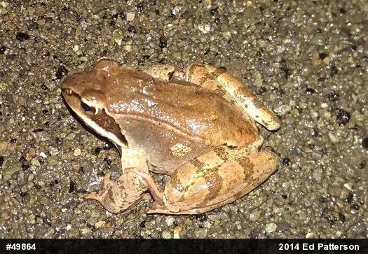 Wood Frog
