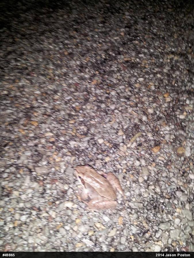 Wood Frog